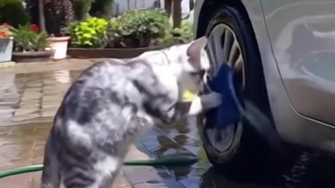 Cat car wash