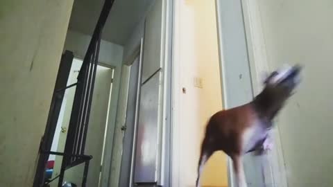 Hide n seek with my dog/deer #hidenseek #dogfail