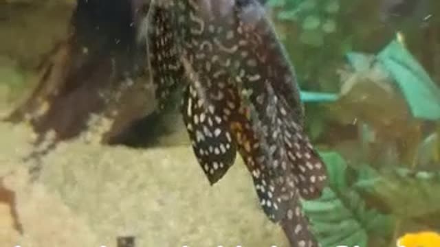 Strange fish