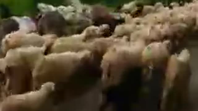 Sheep farming...