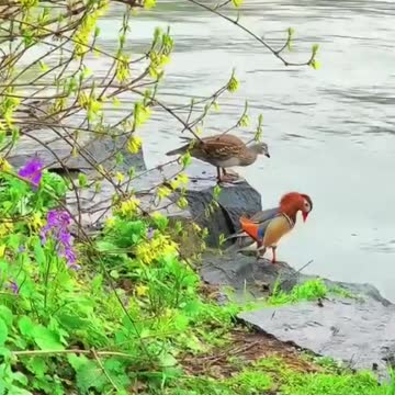 nice aix galericulata I