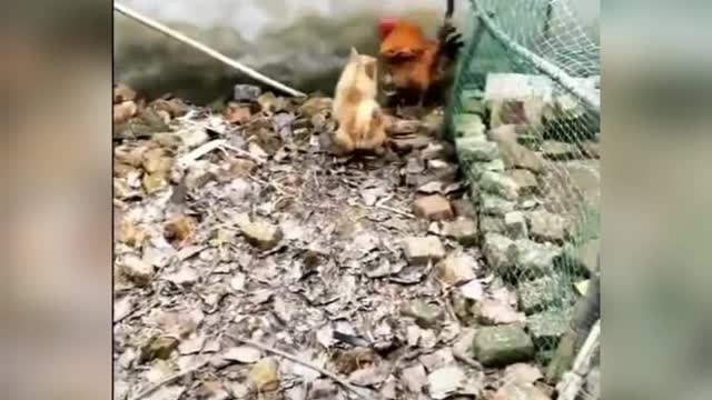 Chickens VS Dogs Fights