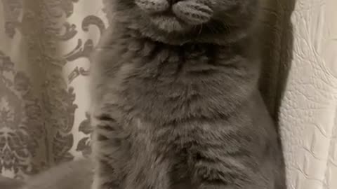 FUNNY ANIMALS, funny cat