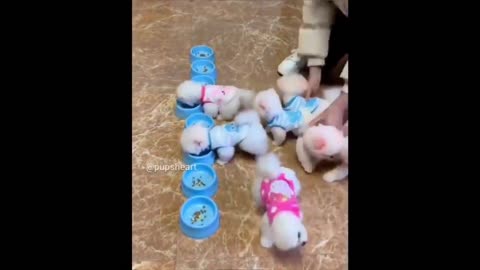 beautiful and cute baby animal videos