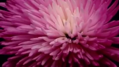 Why time feels so weird!! 2020-2021! Time Lapse