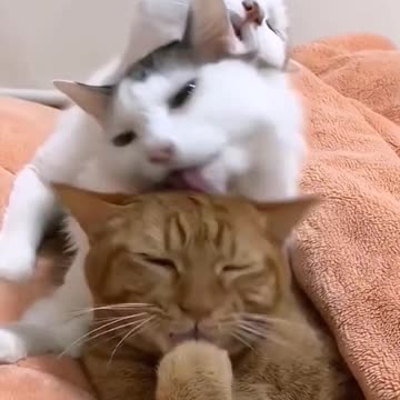 Short Funny Cat and Dog Videos - Funny Cat Video New #4