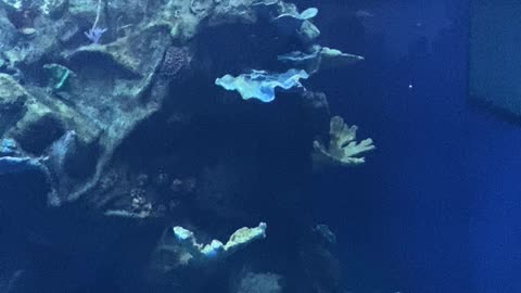 Dolphins life