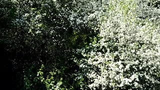 Under Apple Blossoms, Greetings from Green Acres Farm with Boomer & Bailey! 🌞