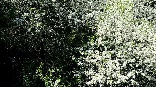 Under Apple Blossoms, Greetings from Green Acres Farm with Boomer & Bailey! 🌞