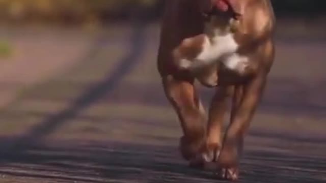 BROWN+WHITE pitbull