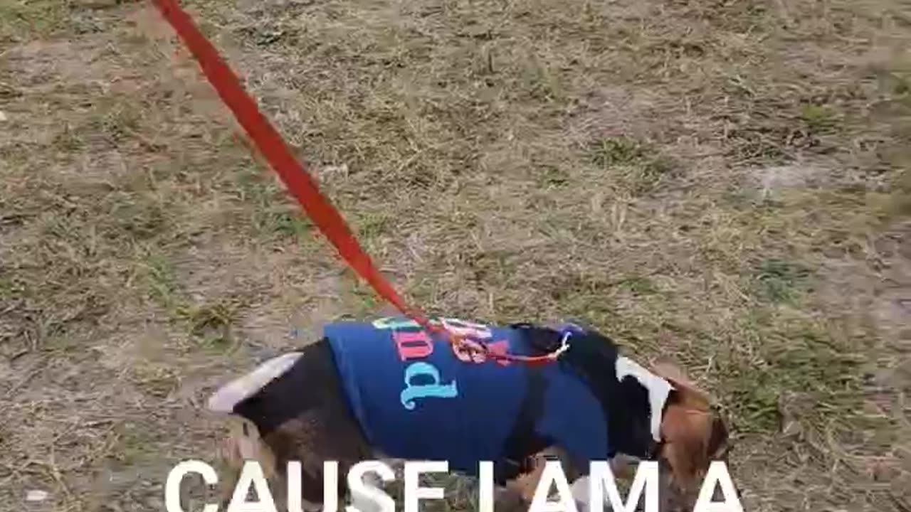 Having Fun#beagleslife #beagletales #lovedogs #shorts