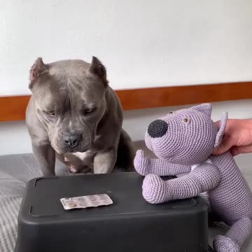 When does a dog need to take medicine?