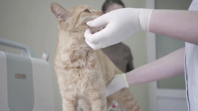 Unrecognized female veterinarian in white gown cleaning eyes of cute obedient ginger cat