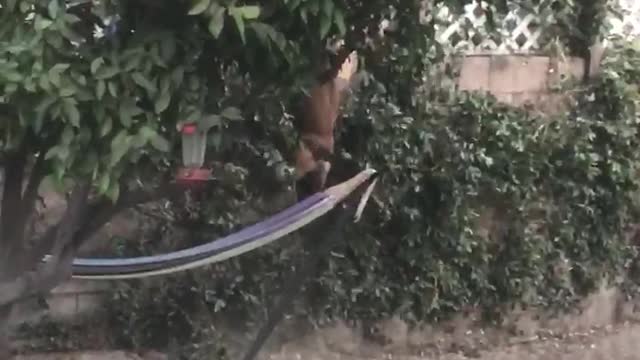 Brown backyard dog jumps up and hangs on fence