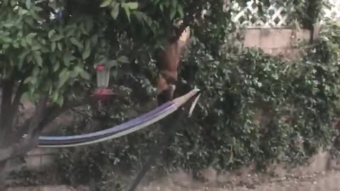 Brown backyard dog jumps up and hangs on fence