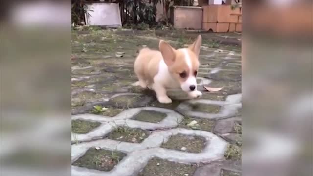 Cute Puppy Funny Puppy and Smart Dogs Compilation it's amazing