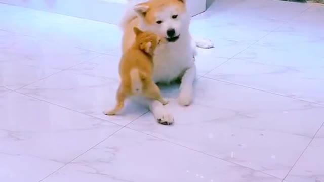 Cute dog