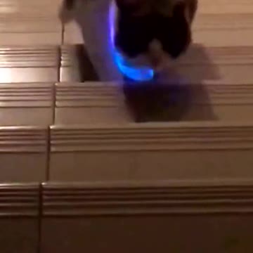 A cute cat is running towards you.