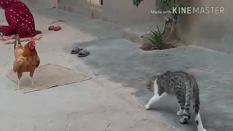 Chicken, dog, ,cat,fight, funny