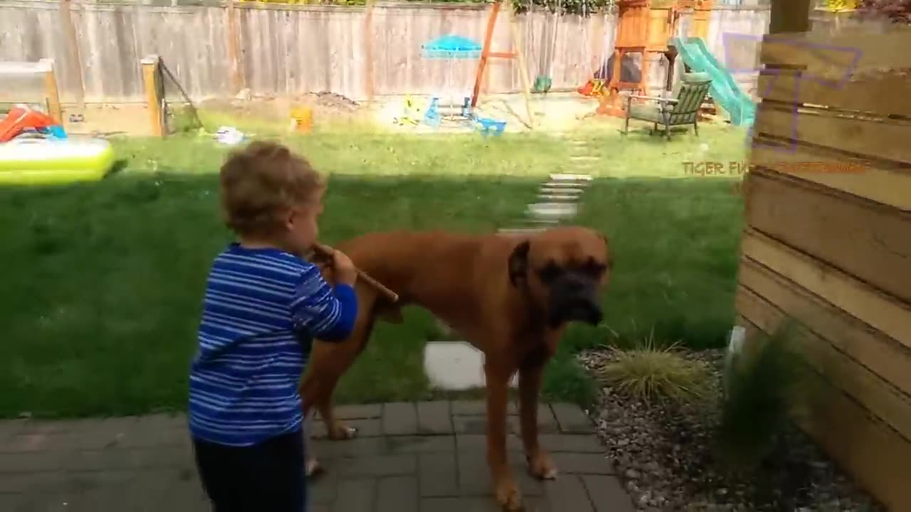 Fun Challenge: cute dog and kid, try not to laugh-funny