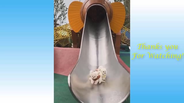 Cute Pets And Funny Animals Compilation and Co