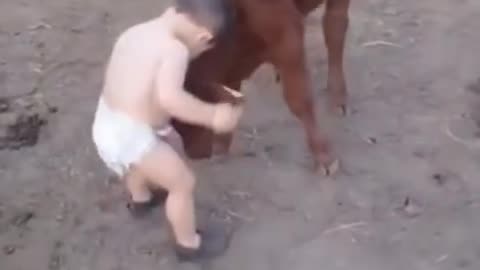 Baby and cow baby 🥰😍