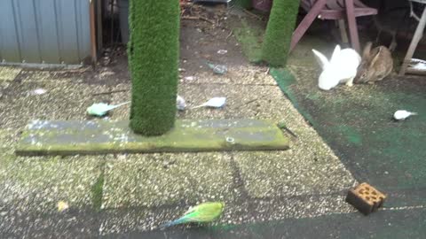 Etenstijd in mijn dierentuintje met Parkietjes en Konijnen deel 2