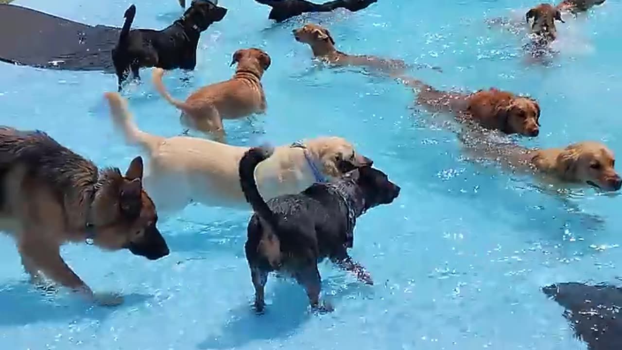 Pool day of the dog