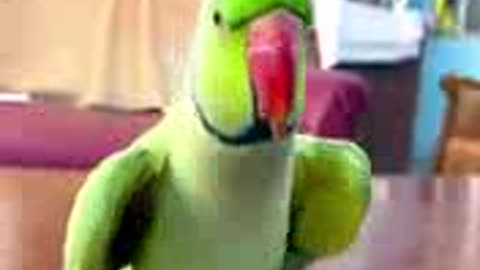 Parrot talking.funny parrot video