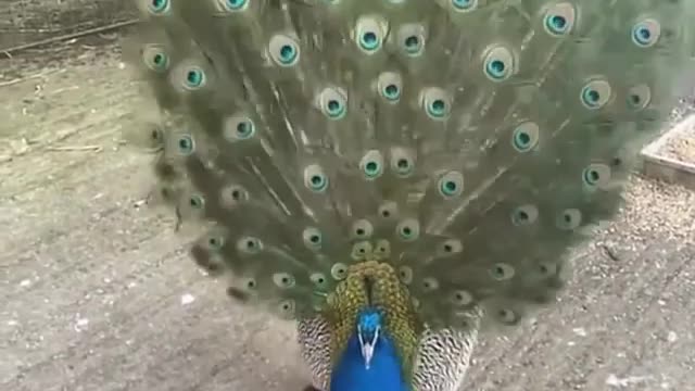 Male peacock amazing 🦚