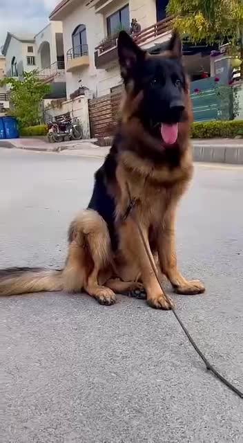 Cute dog,🐕halaroious dog,, cutest dog