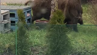 Wild Pigs Make Themselves at Home