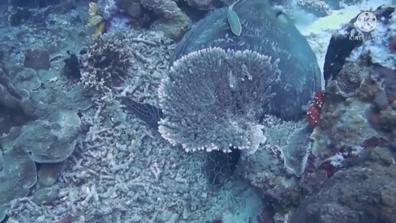 Ocean Life And Amazing Nature - The Most Beautiful Fishers In The Would