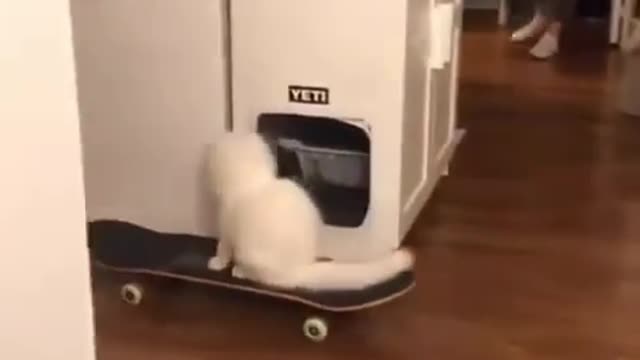 Funny cat