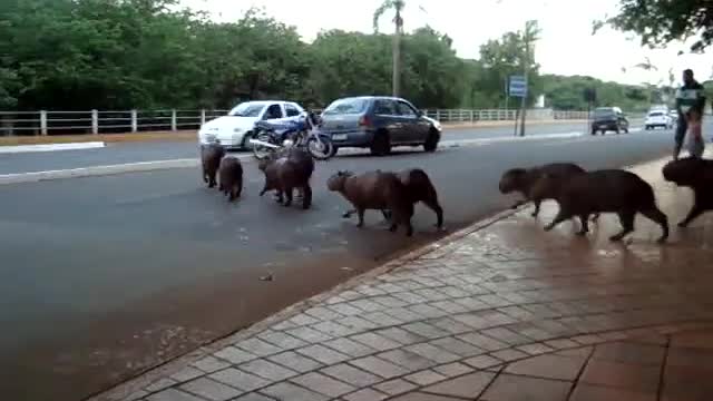 Giant rats crossing the street