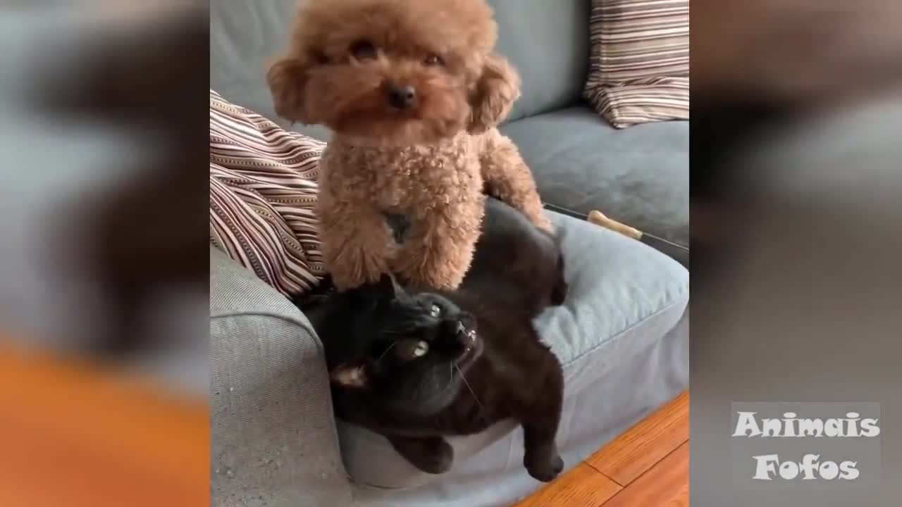 Funny Animal Videos 😻 Cat and Dog 🐶kkkkk