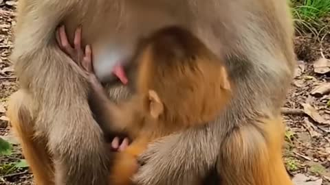 poor babymonkey