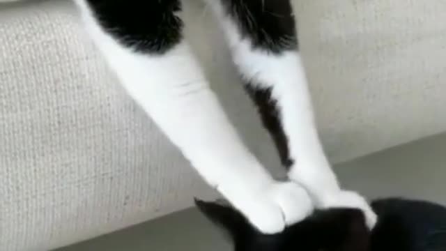 Cute cat funniest video -most funny video