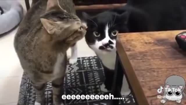 Cats Talk in English-better than Humans