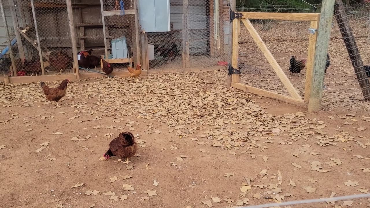 Refilling their feeders