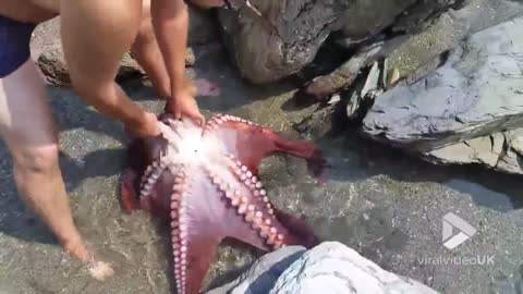 Guy catches octopus then puts it back in sea