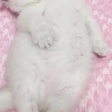 😍💓😍💓😍💓😍💓😍💓😍💓😍💓😍💓😍💓 #cats #shorts