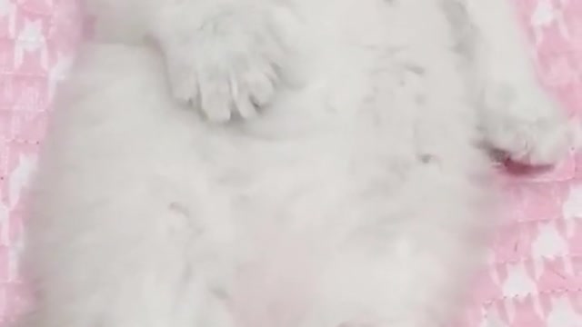 😍💓😍💓😍💓😍💓😍💓😍💓😍💓😍💓😍💓 #cats #shorts