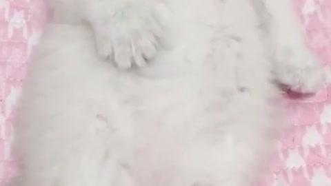 😍💓😍💓😍💓😍💓😍💓😍💓😍💓😍💓😍💓 #cats #shorts