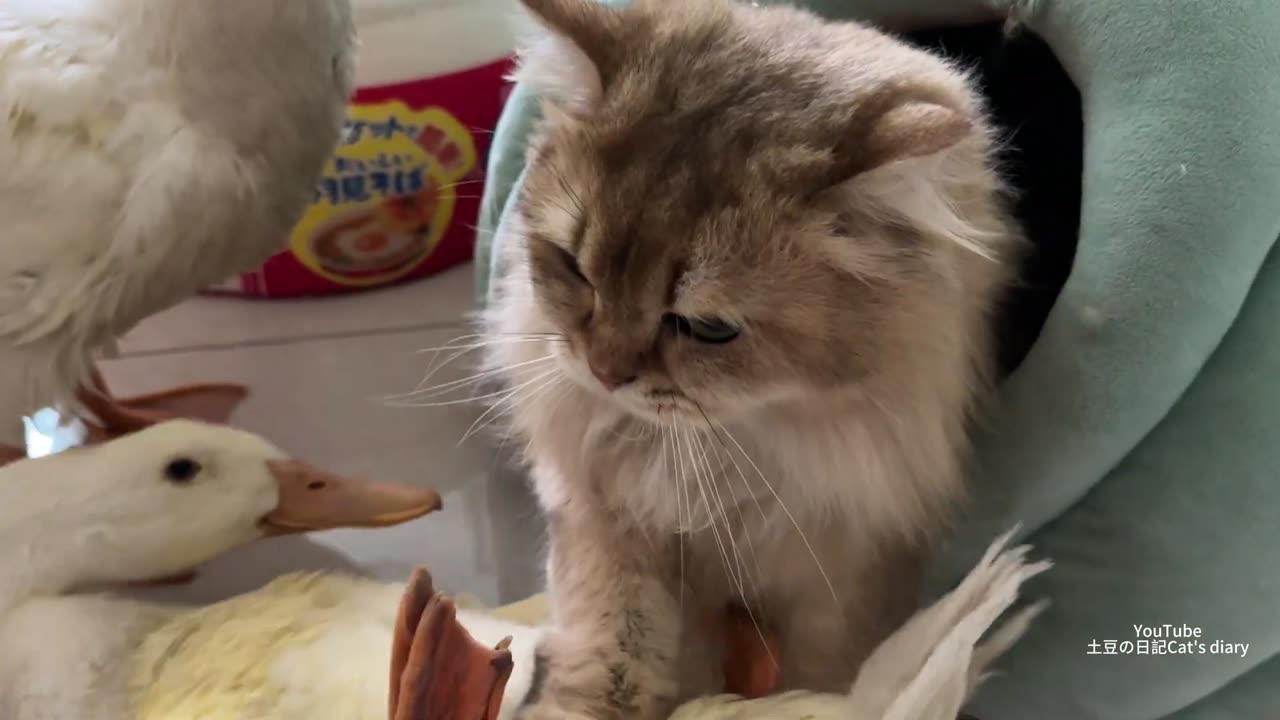 --The mother cat fought hard to save the duck_ and then they slept together_ --So funny and cute_