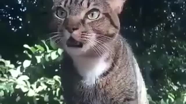 What is this cat talking about? It must be very important right 😁😁😁