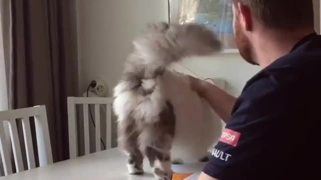 Interesting cat, a good mood every day