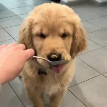 I web penu puppies labrador