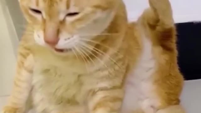 Funniest Cat 🐱