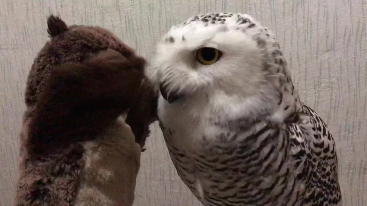 Cute owl